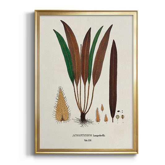 Botanical Society Ferns I - Modern Framed Canvas Print