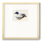 White and Blue Mallard Premium Framed Print Double Matboard