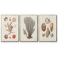 Knorr Shells & Coral I - Framed Premium Gallery Wrapped Canvas L Frame 3 Piece Set - Ready to Hang