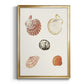 Pastel Knorr Shells VIII - Modern Framed Canvas Print