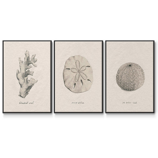 Shore Treasure Study I - Floater Framed Canvas Set