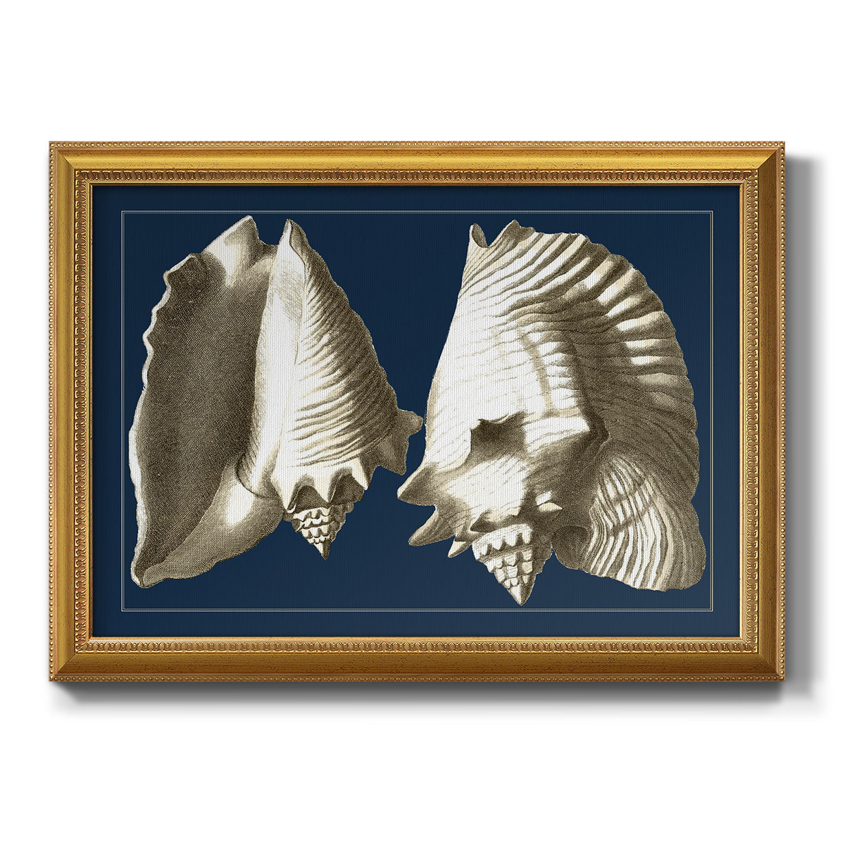 Conch Shells on Navy I Premium Framed Canvas- Ready to Hang