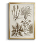 Sepia Botanical Journal VII - Modern Framed Canvas Print