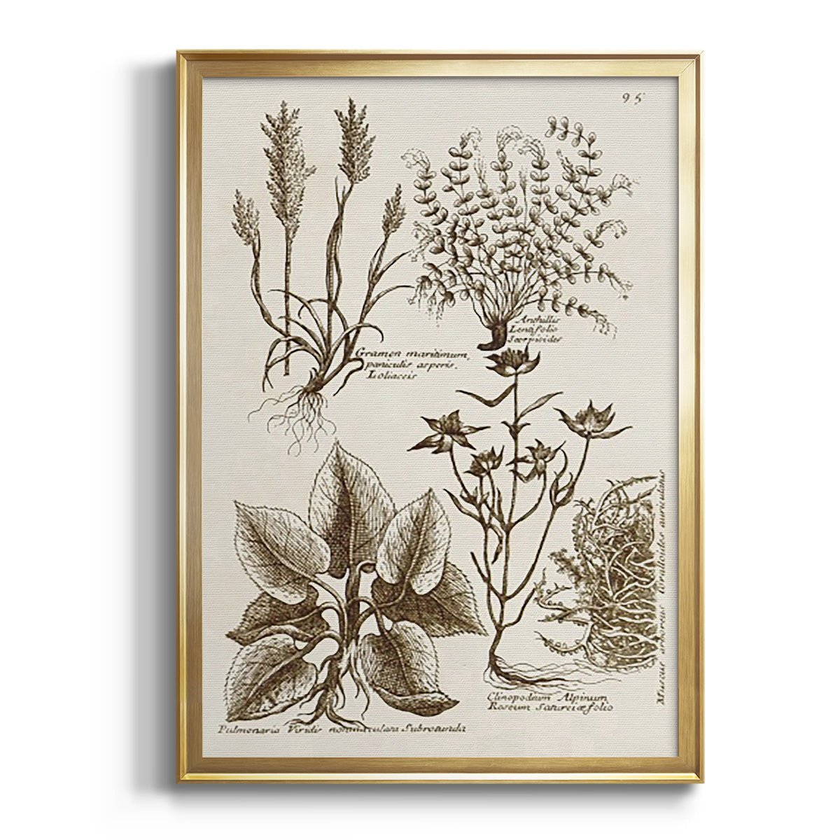 Sepia Botanical Journal VII - Modern Framed Canvas Print