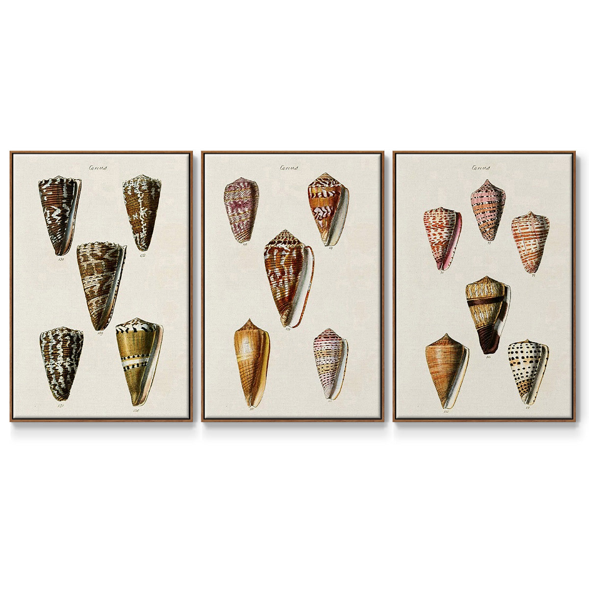 Cone Shell Collection IV - Framed Premium Gallery Wrapped Canvas L Frame 3 Piece Set - Ready to Hang