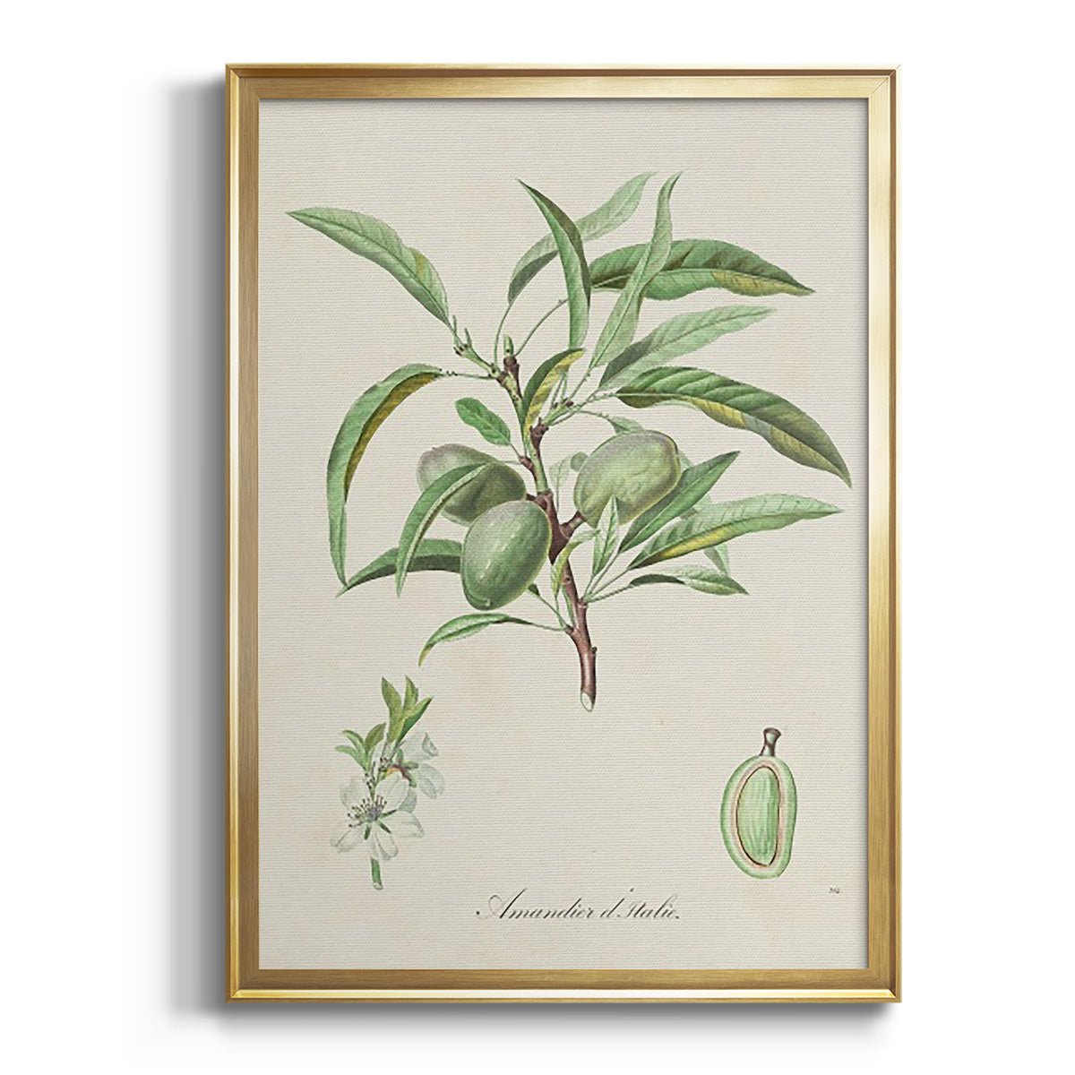 Antique Almond Botanical III - Modern Framed Canvas Print