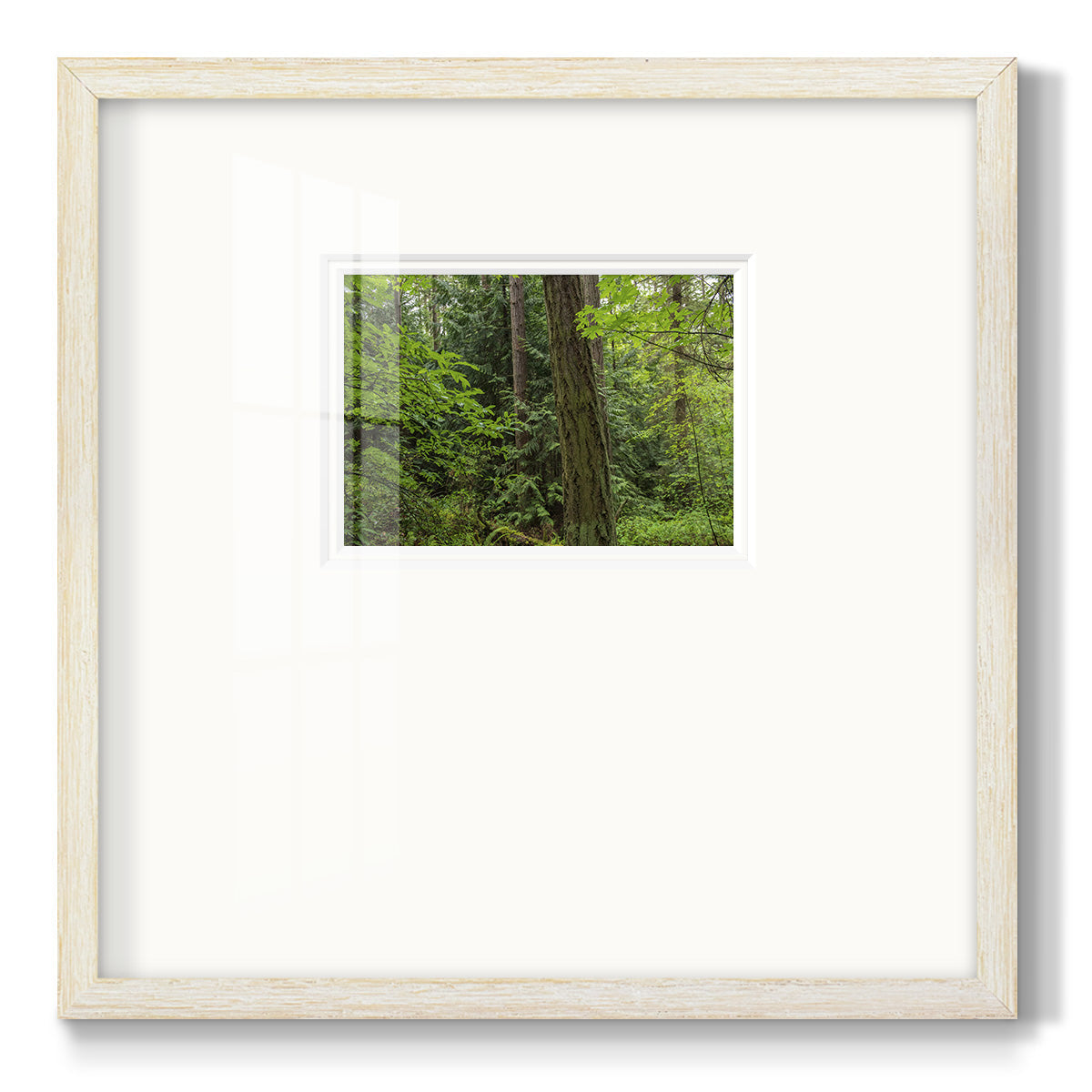 Calm of the Forest Premium Framed Print Double Matboard