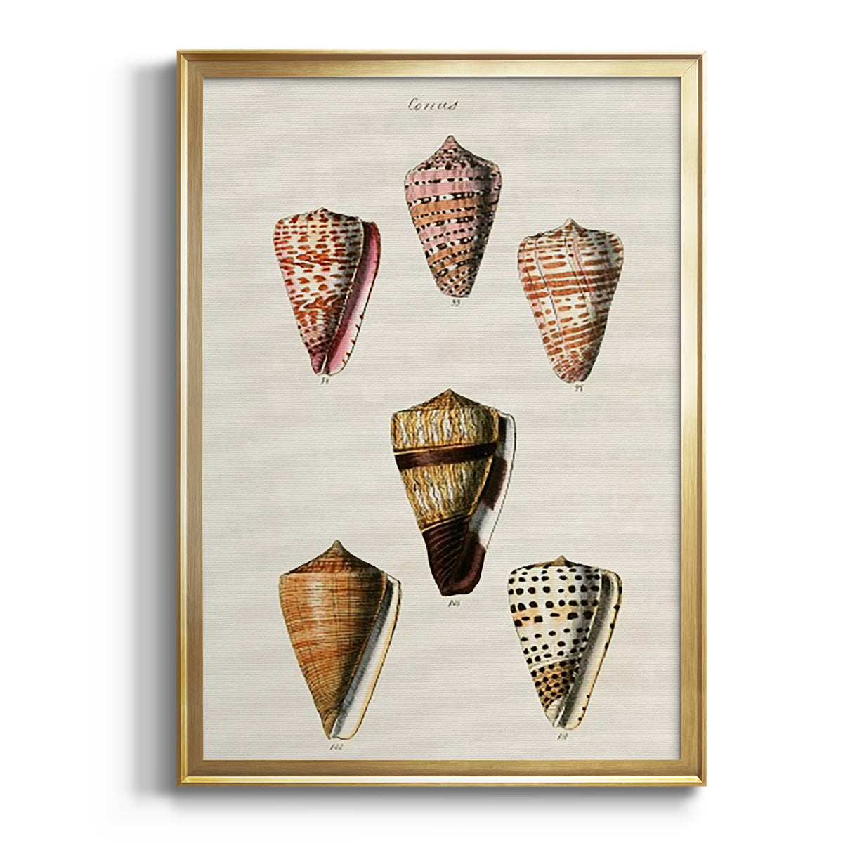 Cone Shell Collection IV - Modern Framed Canvas Print
