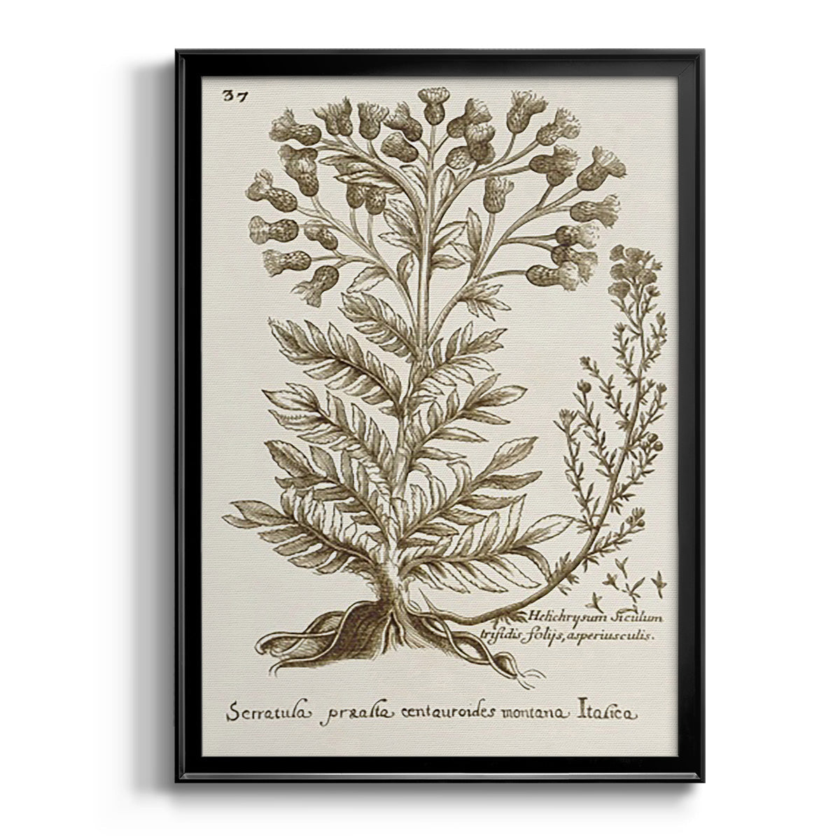 Sepia Botanical Journal I - Modern Framed Canvas Print