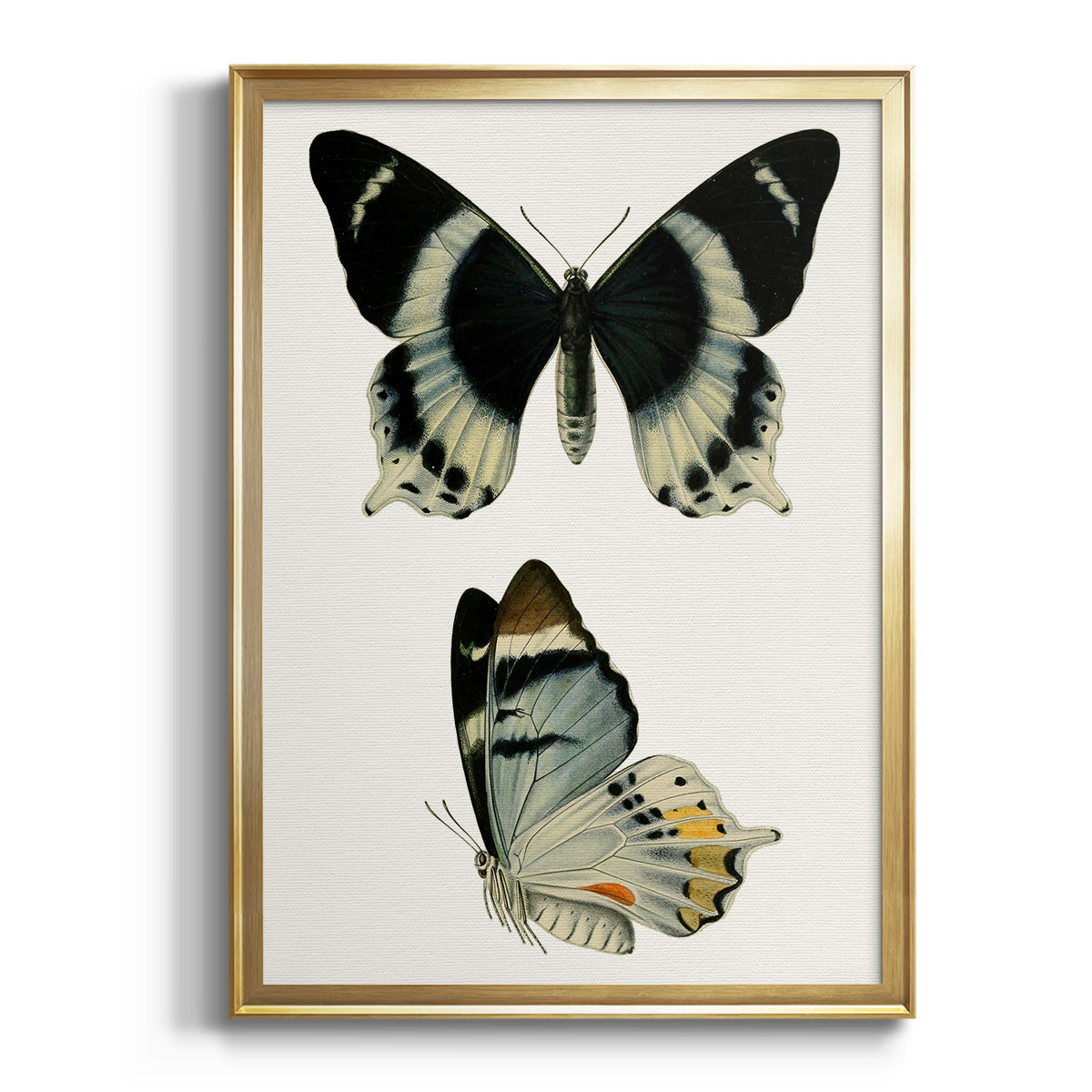 Antique Blue Butterflies I - Modern Framed Canvas Print