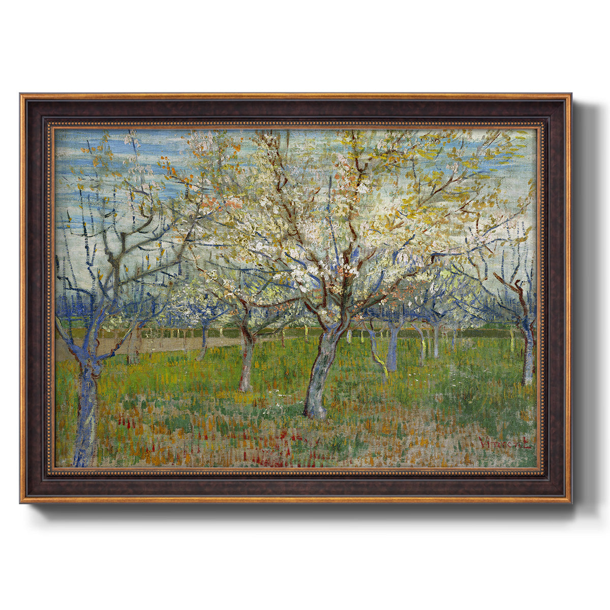 Orchard With Blossoming Apricot Trees - Ornate Framed Canvas Print