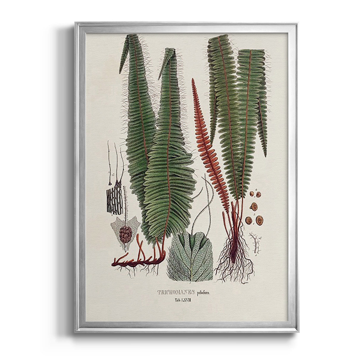 Botanical Society Ferns IV - Modern Framed Canvas Print