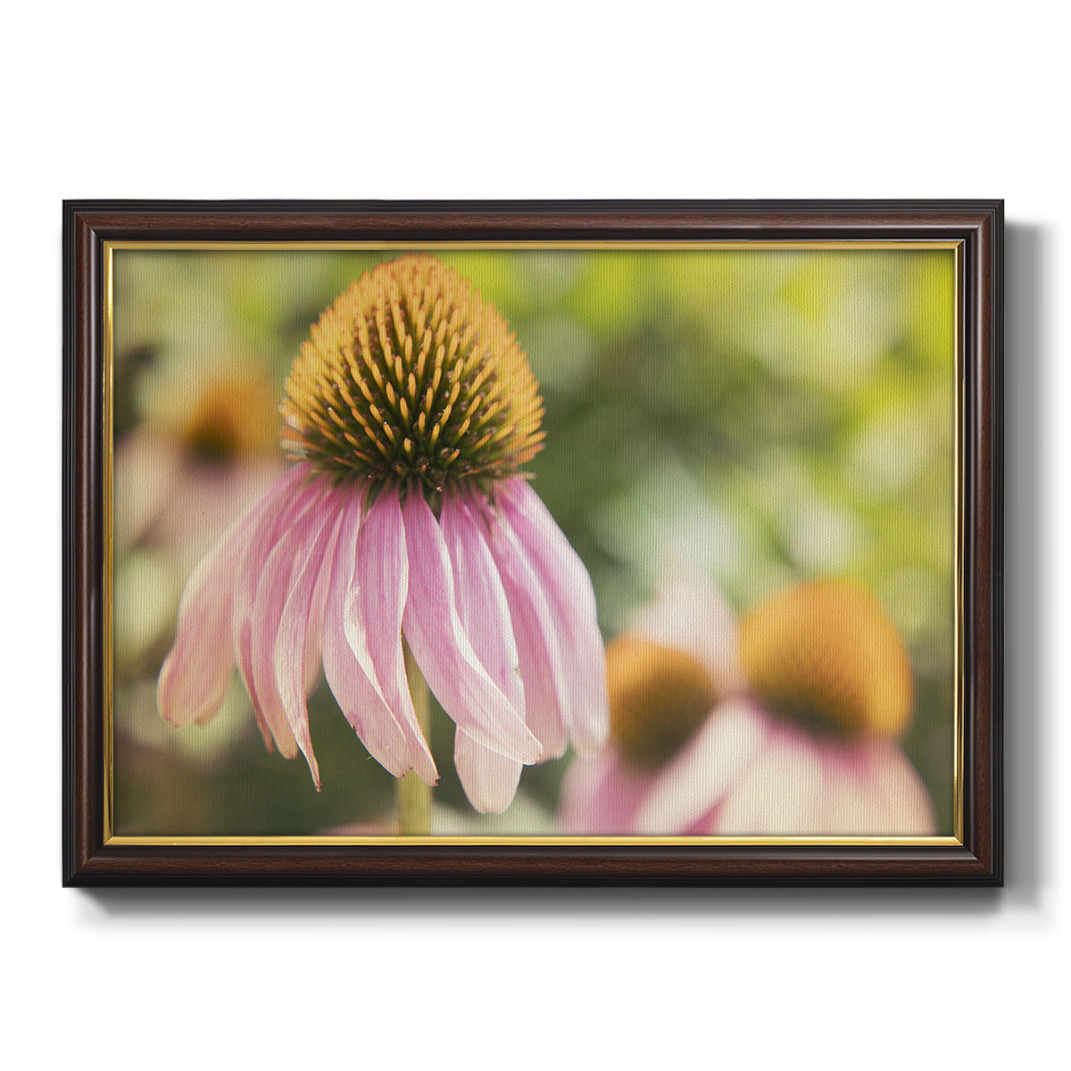 Echinacea Study II Premium Framed Canvas- Ready to Hang