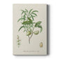 Antique Almond Botanical II Premium Gallery Wrapped Canvas - Ready to Hang