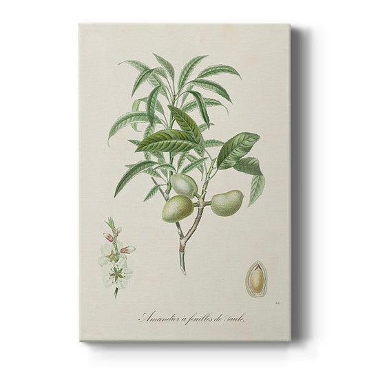 Antique Almond Botanical II - Canvas Art Print