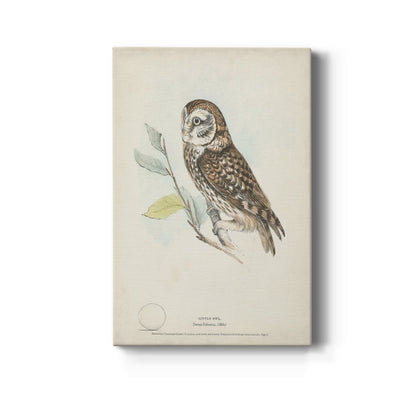 Little Owl - Canvas Art Print