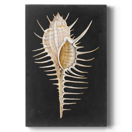 Graphic Spiny Murex Premium Gallery Wrapped Canvas - Ready to Hang