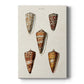 Cone Shell Collection II Premium Gallery Wrapped Canvas - Ready to Hang