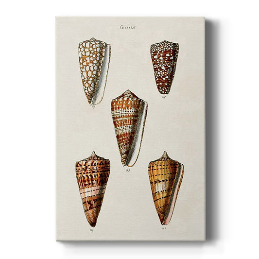 Cone Shell Collection II - Canvas Art Print