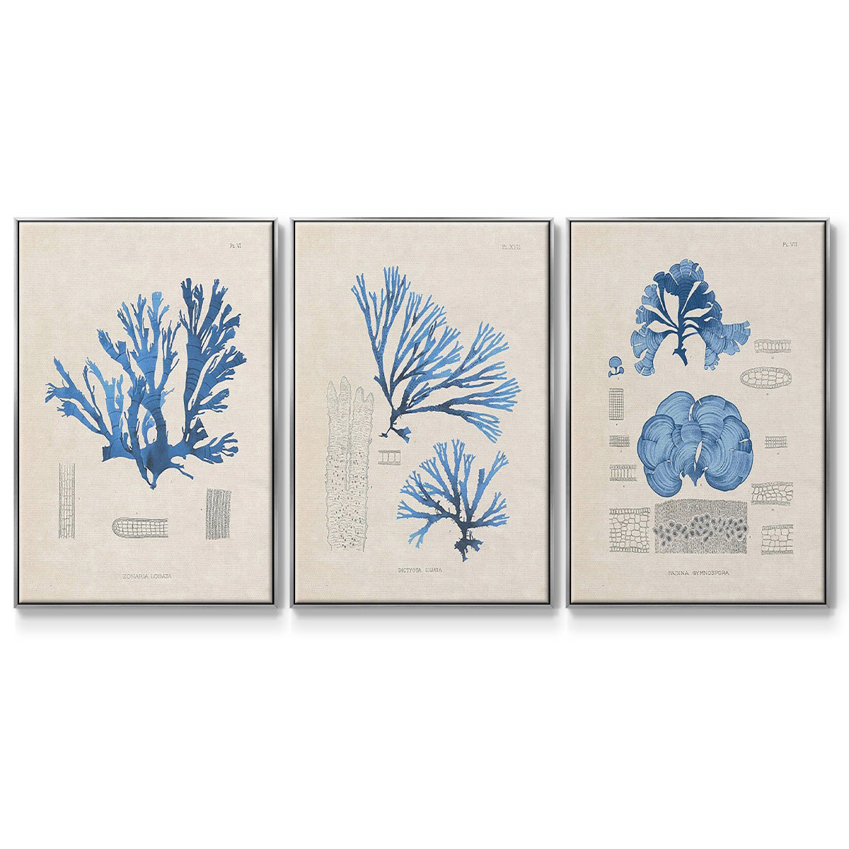 Blue Marine Algae IV - Floater Framed Canvas Set