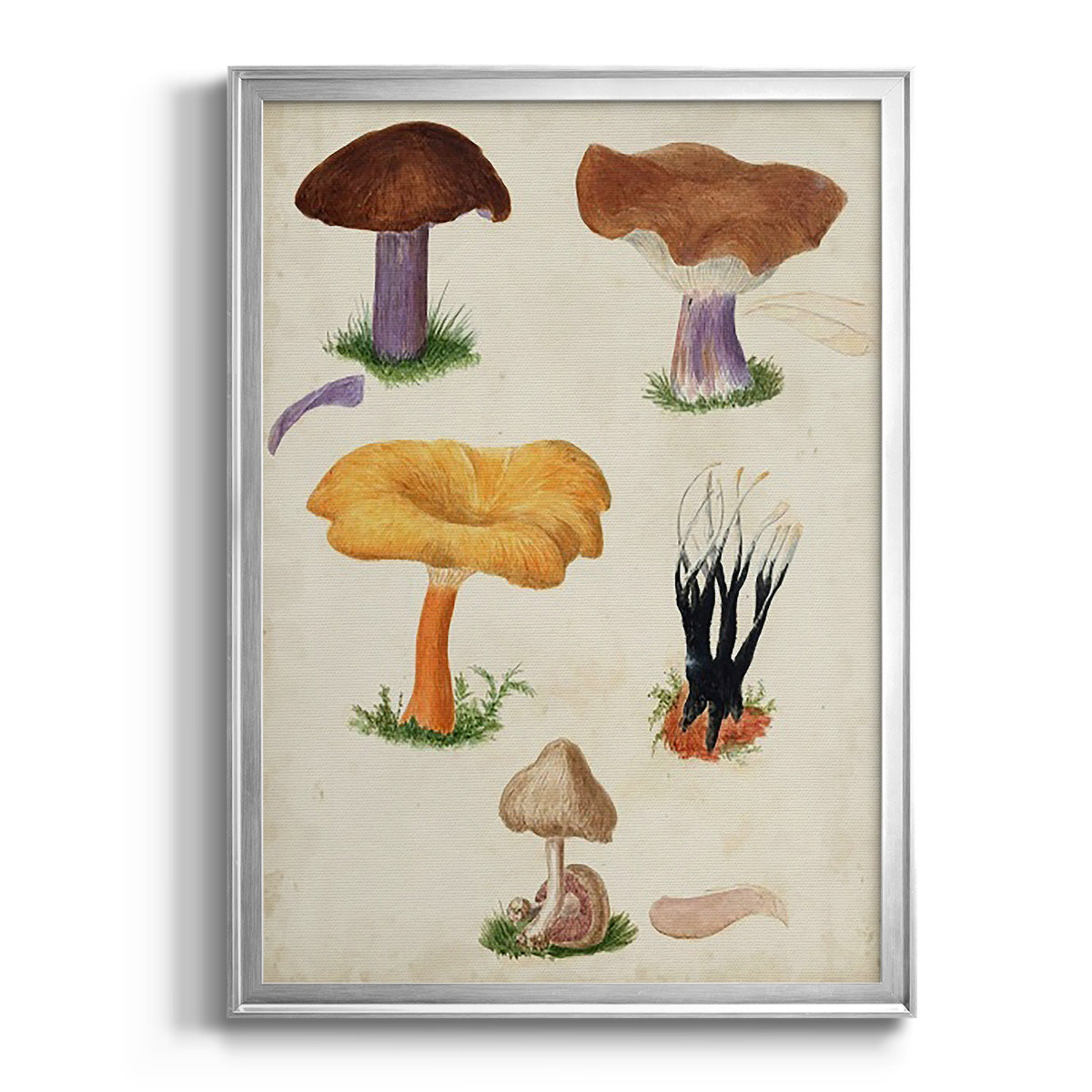 Mushroom Species VII - Modern Framed Canvas Print