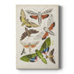 Antique Moths II Premium Gallery Wrapped Canvas - Ready to Hang