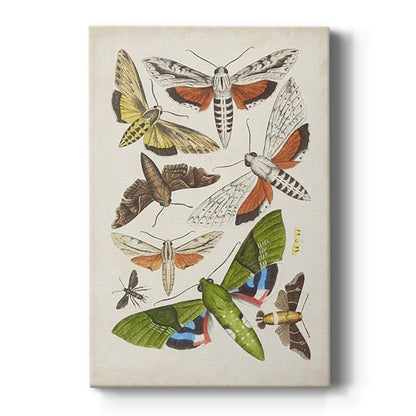 Antique Moths II - Canvas Art Print