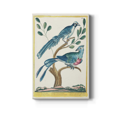 Chinese Blue Cuckoo and Green-Crested Cuckoo, 1771-1775 - Canvas Art Print