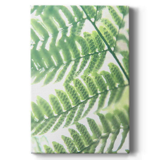 UA Fern Glow III - Canvas Art Print