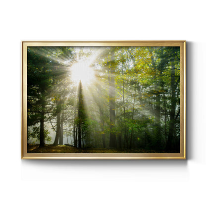 Light and Trees II Premium Classic Framed Canvas - Ready to Hang