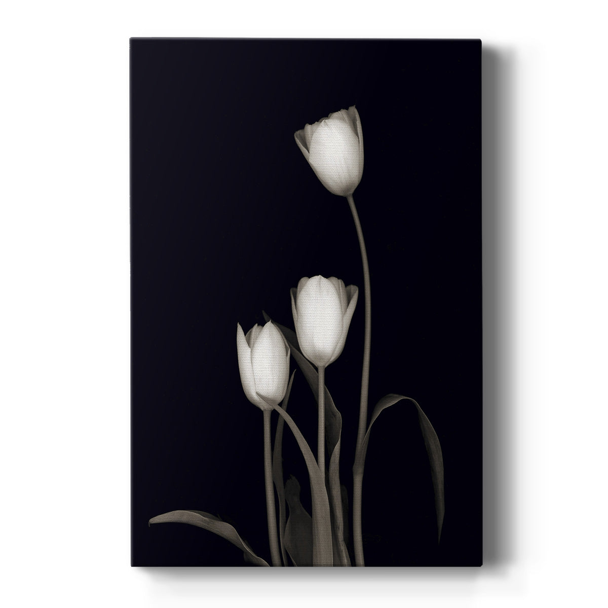 Tulip Pose III - Canvas Art Print