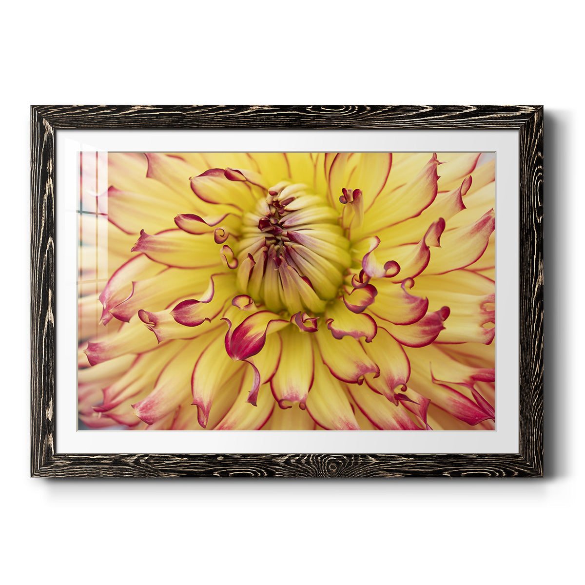 Blooms II - Barnwood Framed Art Print