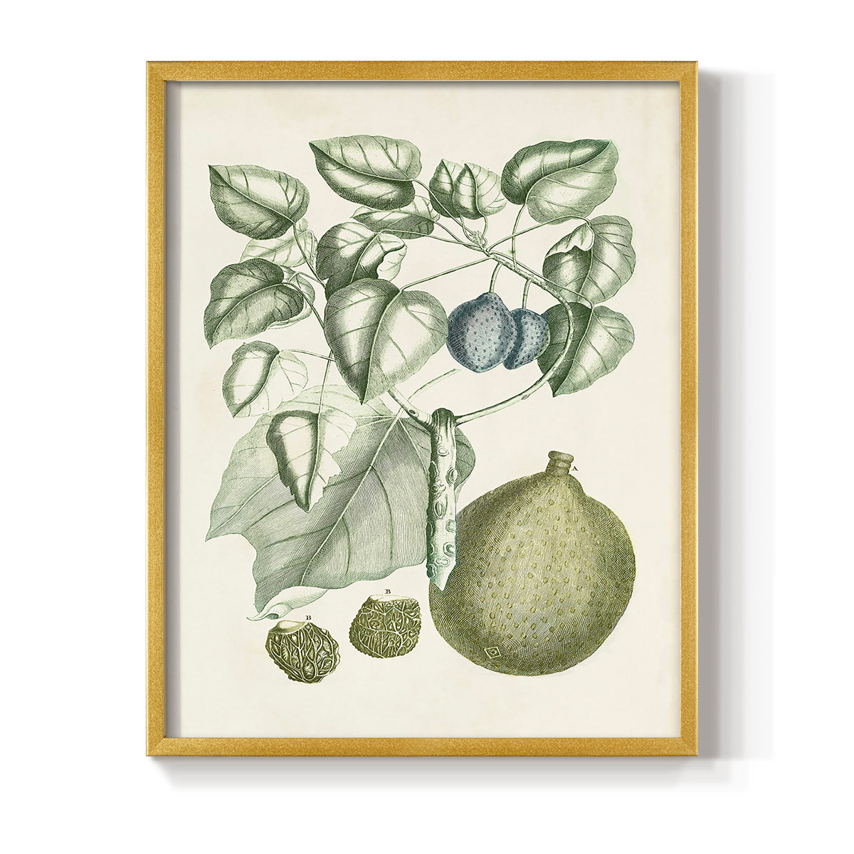 Buchoz Tropicals VIII - Restickable Framed Art Print