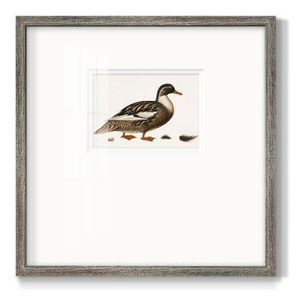 Golden Mallard Premium Framed Print Double Matboard