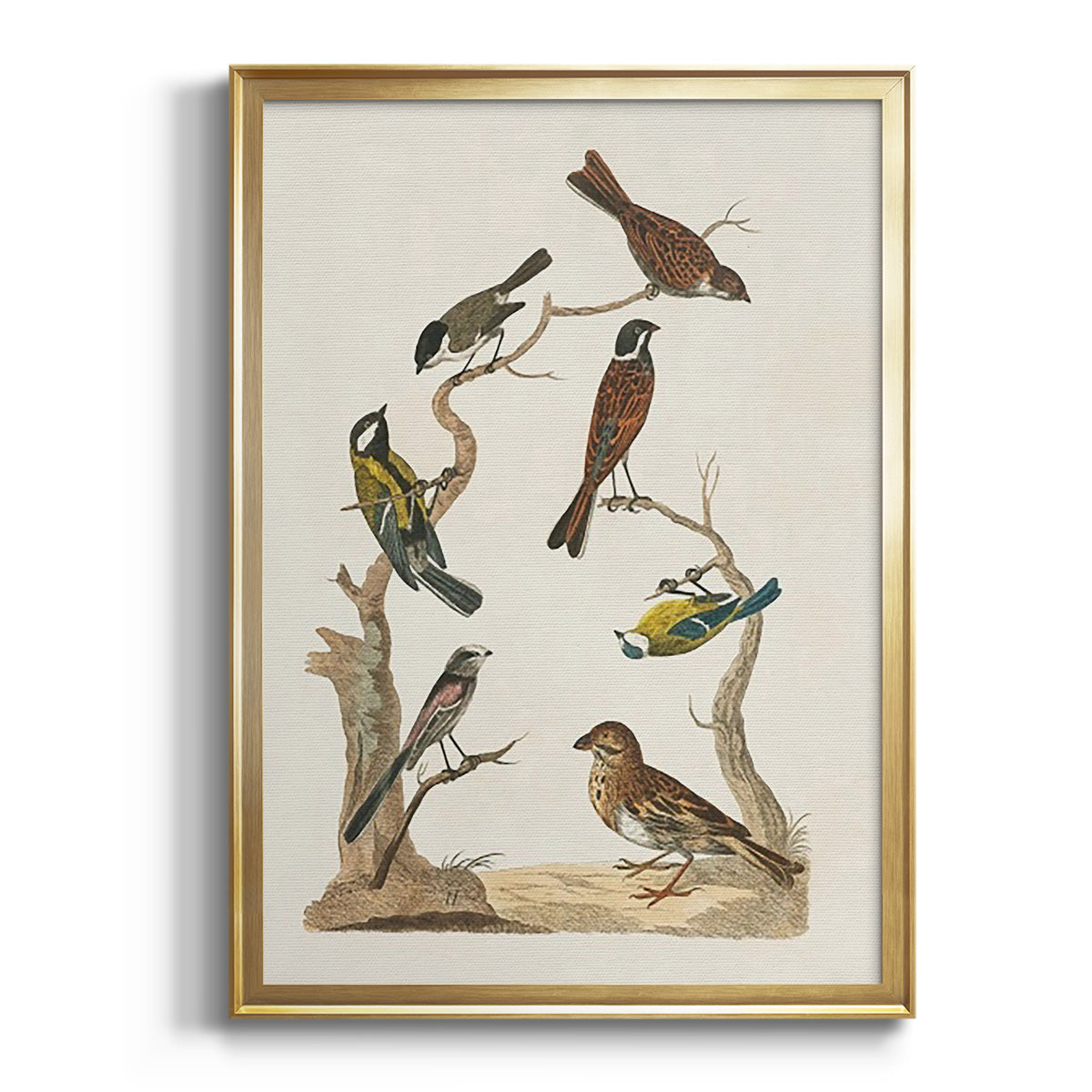 Antique Birds in Nature II - Modern Framed Canvas Print