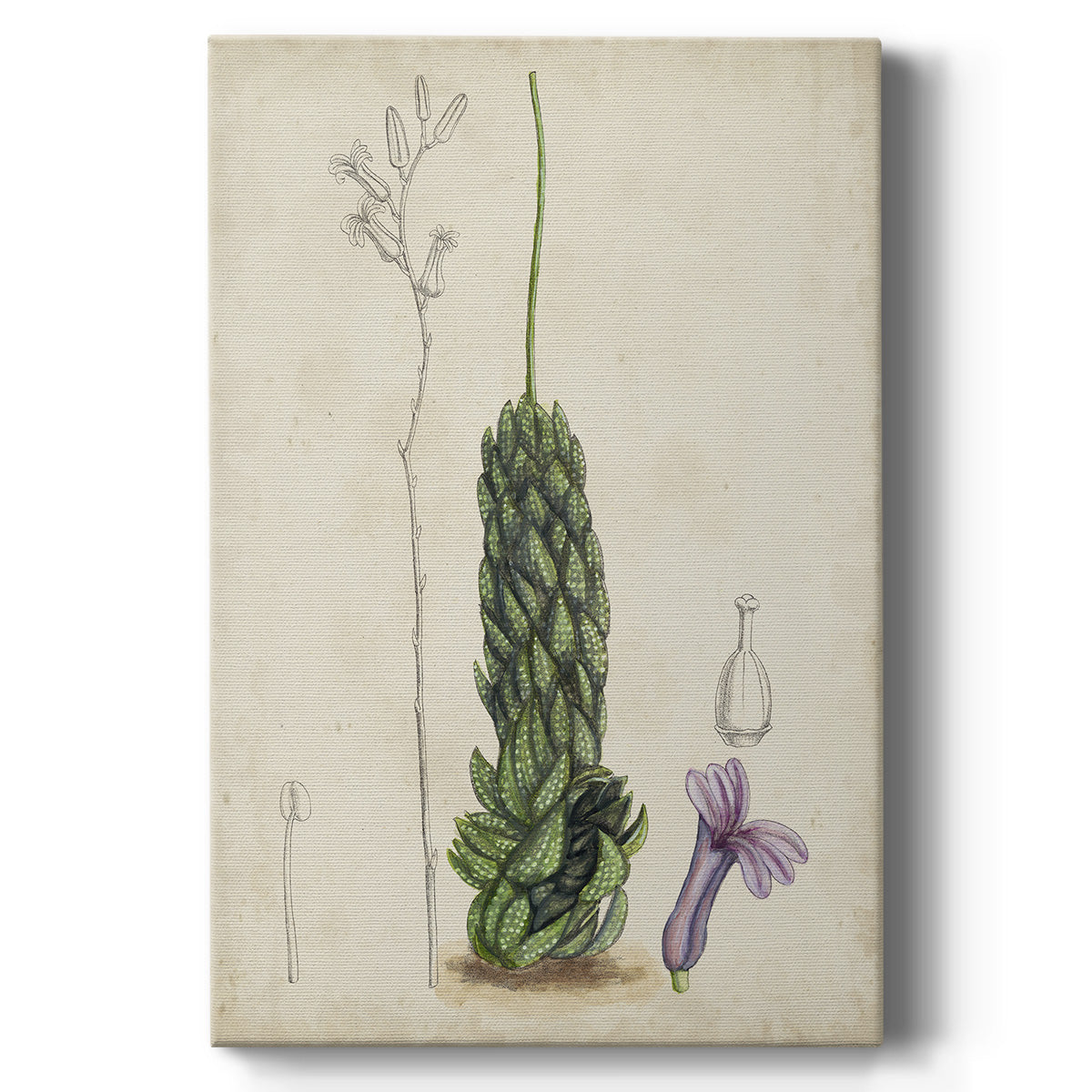 Antique Cactus IV Premium Gallery Wrapped Canvas - Ready to Hang