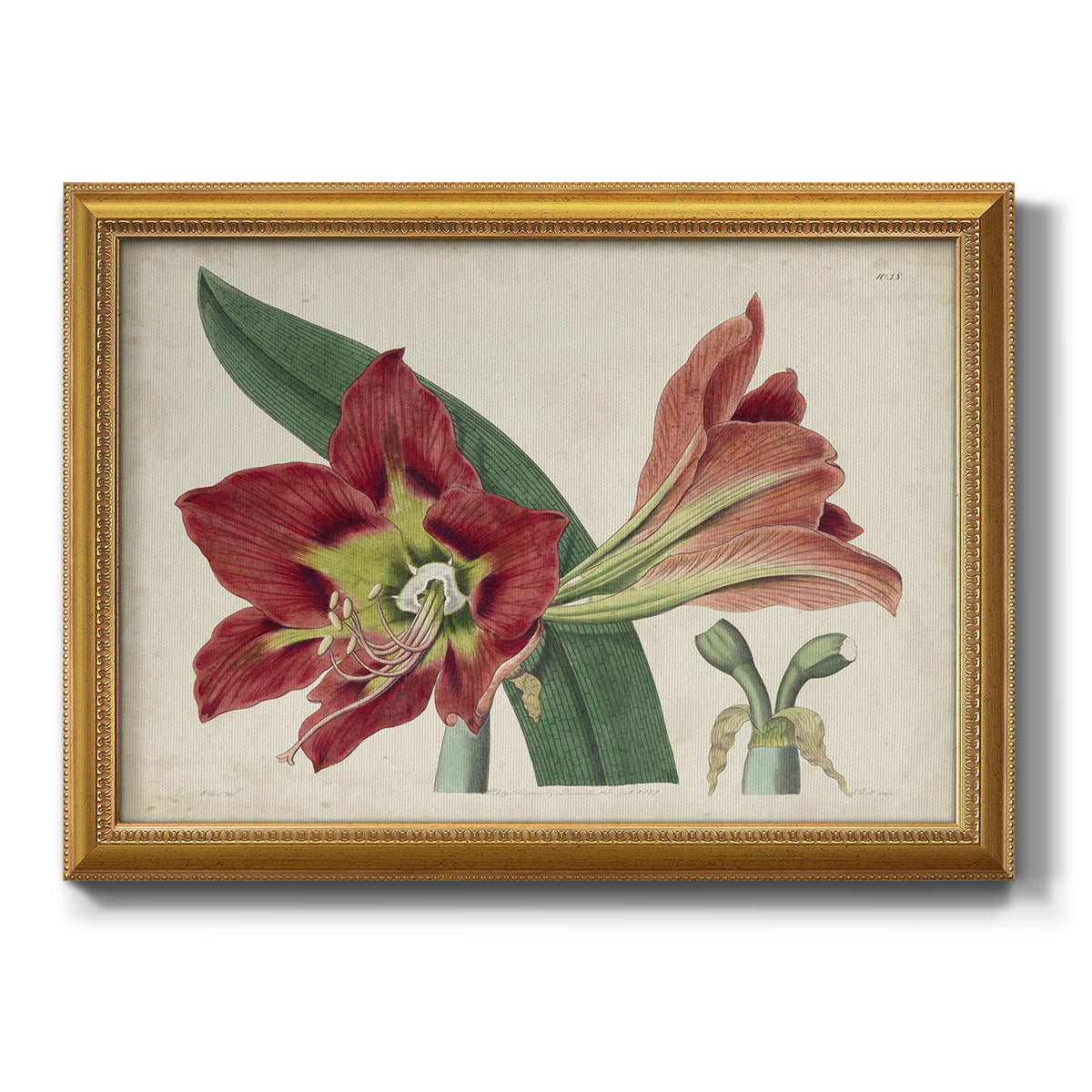 Amaryllis Splendor I Premium Framed Canvas- Ready to Hang