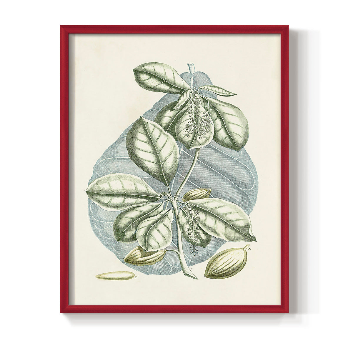 Buchoz Tropicals VI - Restickable Framed Art Print