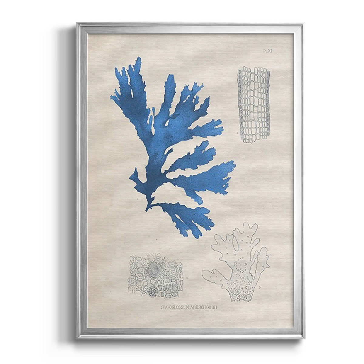 Blue Marine Algae VIII - Modern Framed Canvas Print