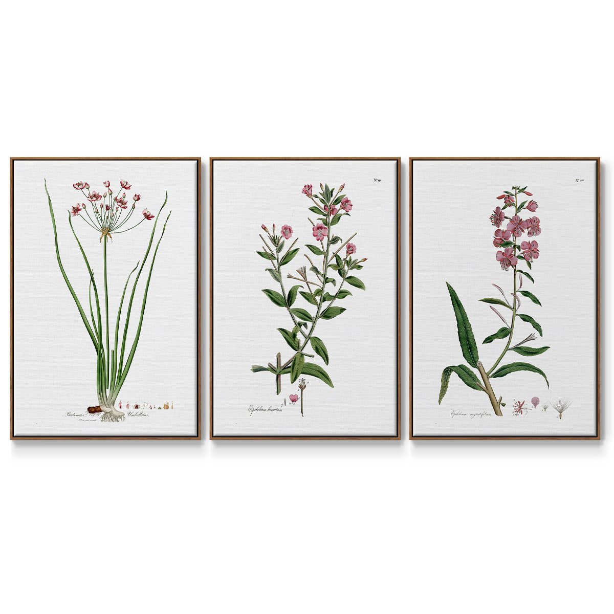 Rose Botanical I - Floater Framed Canvas Set