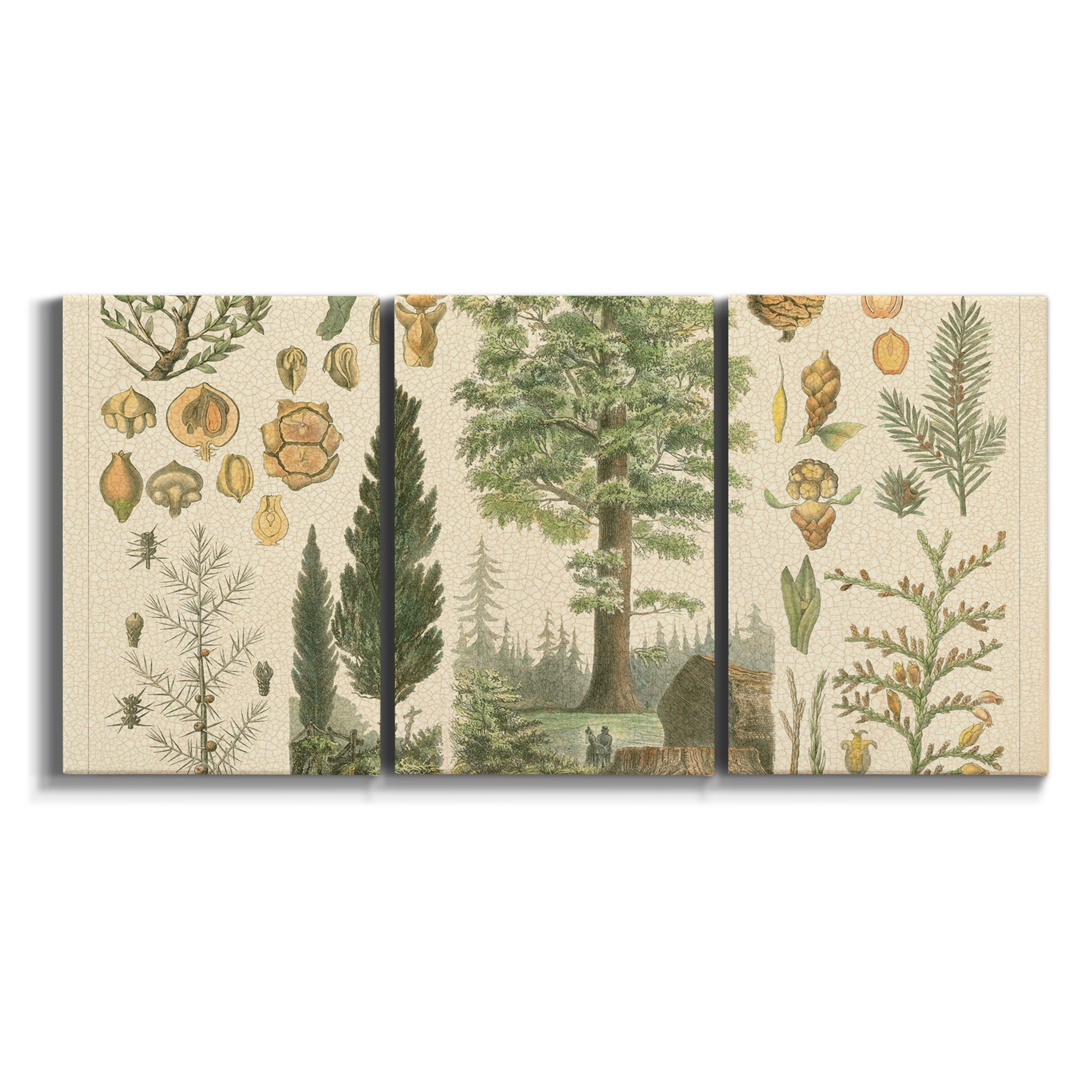 Three-panel canvas wall art featuring vintage floral botanical collage on white background.
