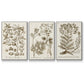 Sepia Botanical Journal I - Framed Premium Gallery Wrapped Canvas L Frame 3 Piece Set - Ready to Hang