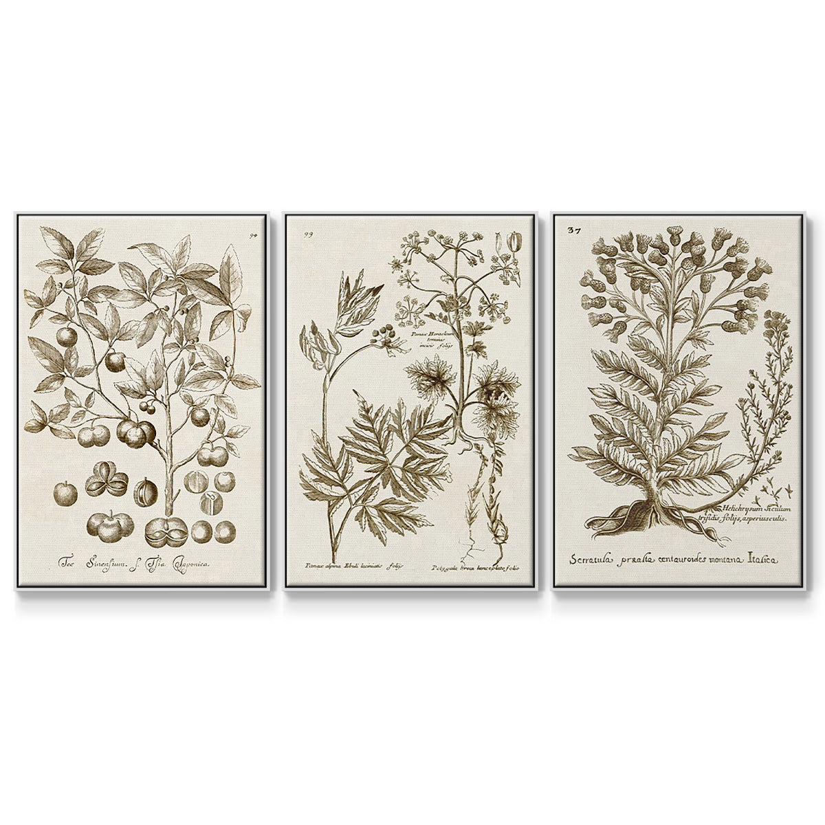 Sepia Botanical Journal I - Framed Premium Gallery Wrapped Canvas L Frame 3 Piece Set - Ready to Hang