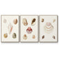 Pastel Knorr Shells I - Framed Premium Gallery Wrapped Canvas L Frame 3 Piece Set - Ready to Hang