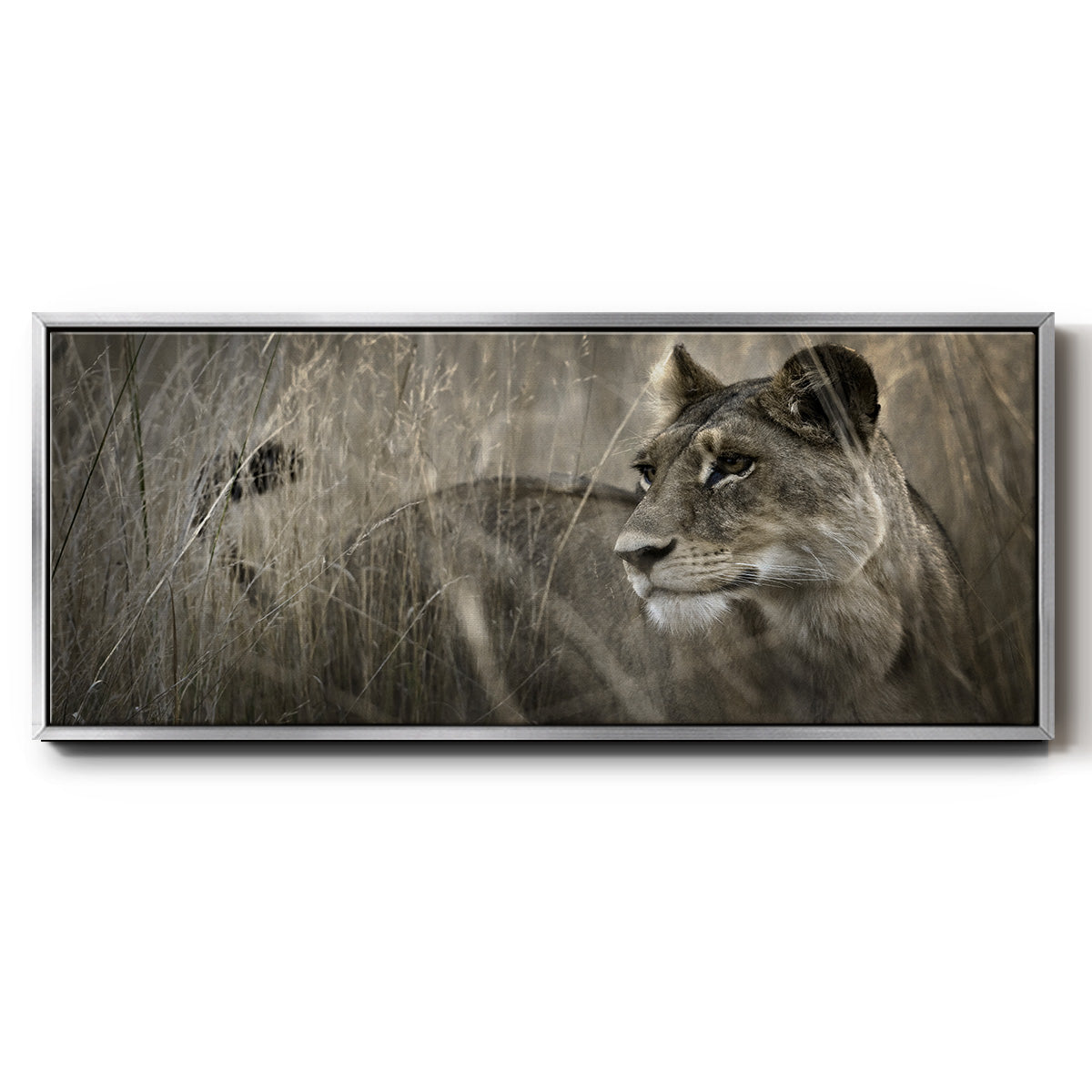 Tall Grass Alpha - Floater Framed Canvas Print