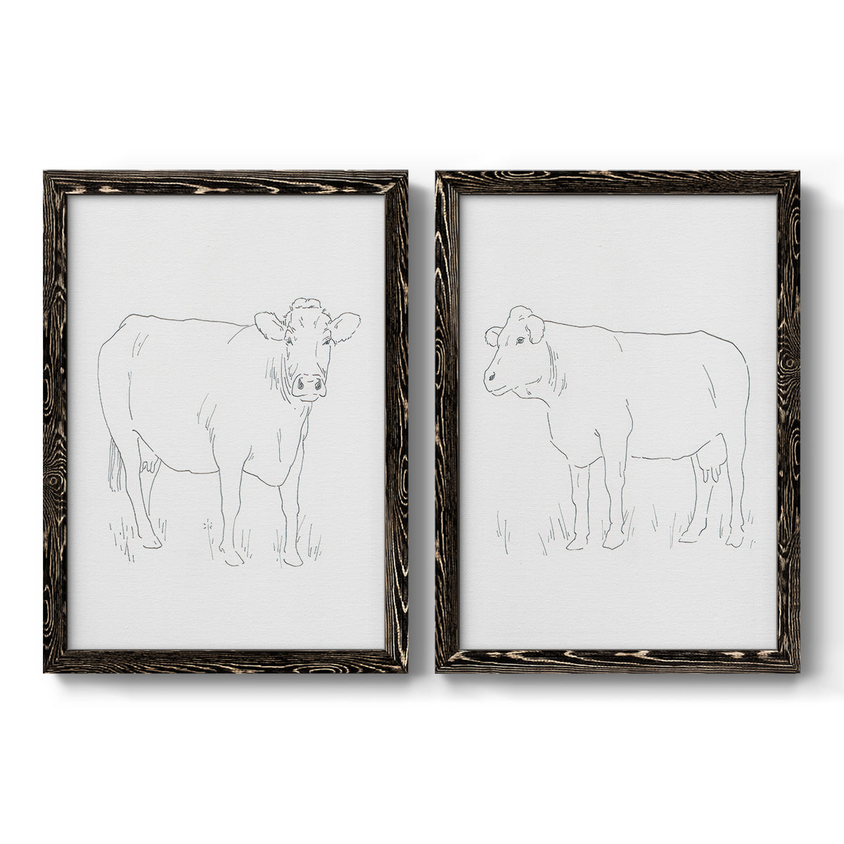 Set of two black barnwood framed canvas prints featuring two minimalist livestock sketches featuring simple contour drawings of standing cows.