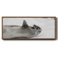 Laughing Seal - Floater Framed Canvas Print
