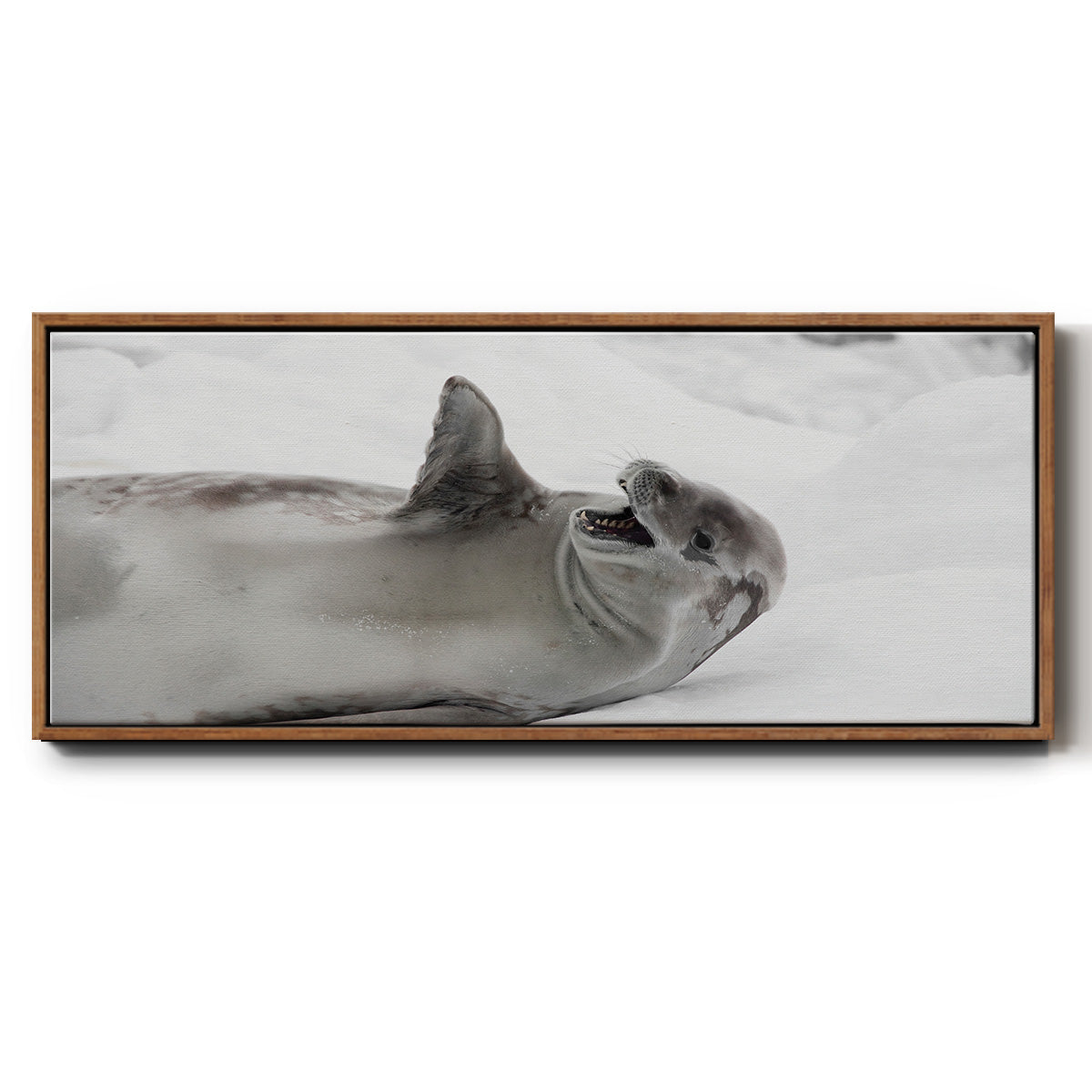 Laughing Seal - Floater Framed Canvas Print