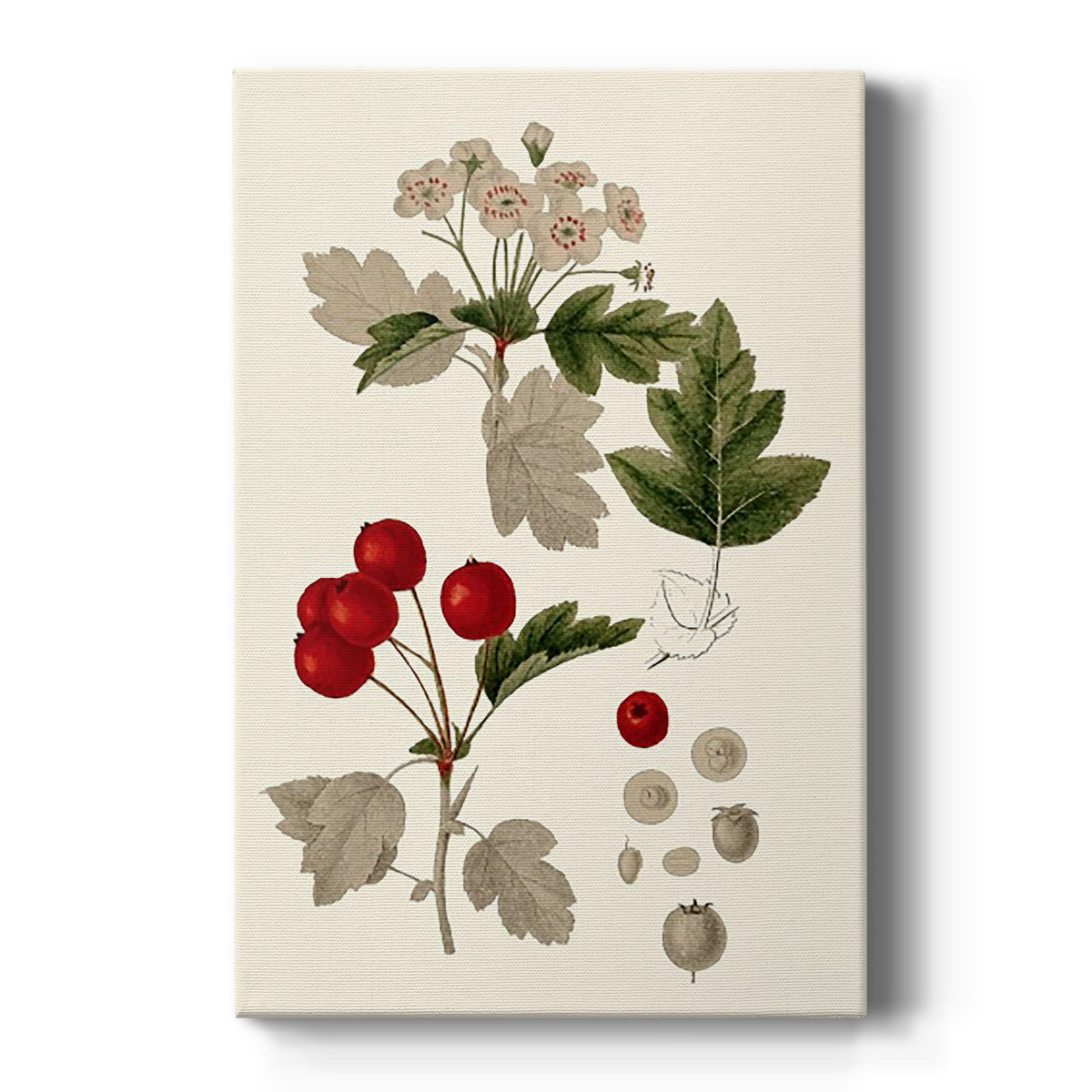 Leaves & Berries III - Canvas Art Print