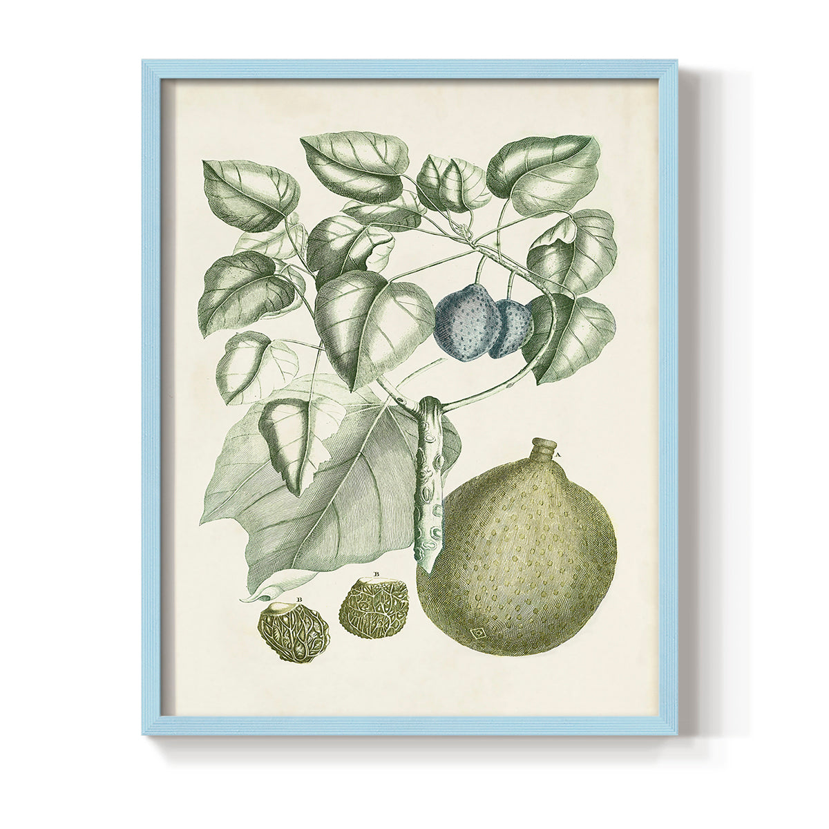 Buchoz Tropicals VIII - Restickable Framed Art Print